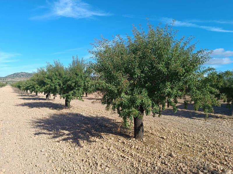 Lantställe till salu