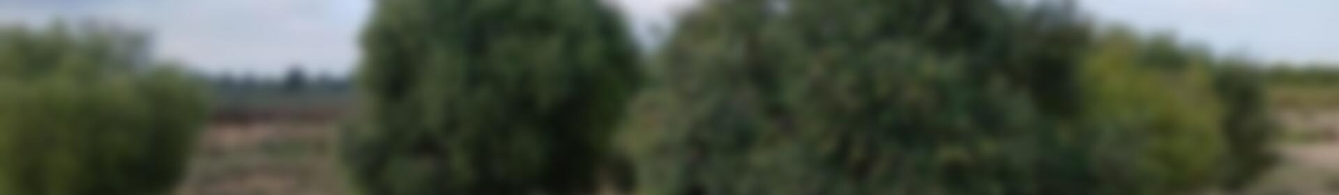 Lantställe till salu Lantställe till salu