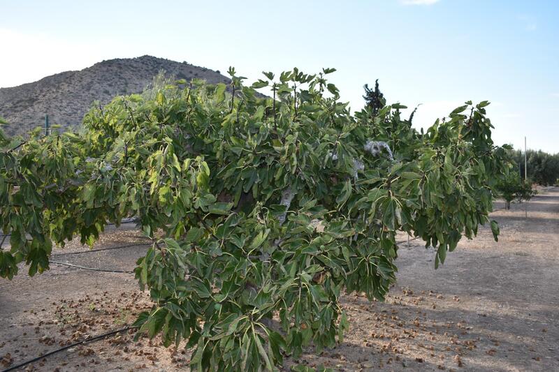 2 bedroom Country House for sale