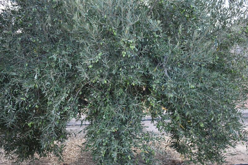 2 bedroom Country House for sale