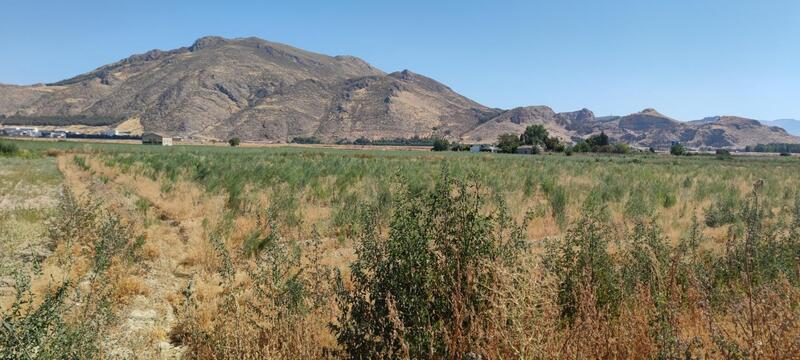 Herregård til salgs i Pinos Puente, Granada Herregård til salgs i Pinos Puente, Granada