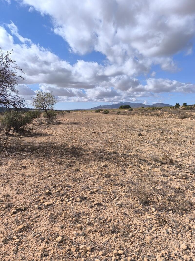 Lantställe till salu i Pinoso, Alicante