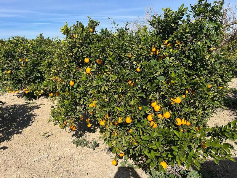 1 Schlafzimmer Landhaus zu verkaufen 1 Schlafzimmer Landhaus zu verkaufen