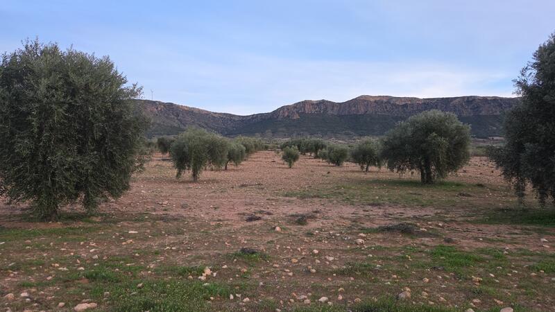 Country House for sale in Jumilla, Murcia