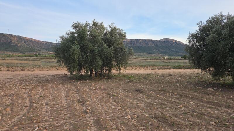 Country House for sale in Jumilla, Murcia