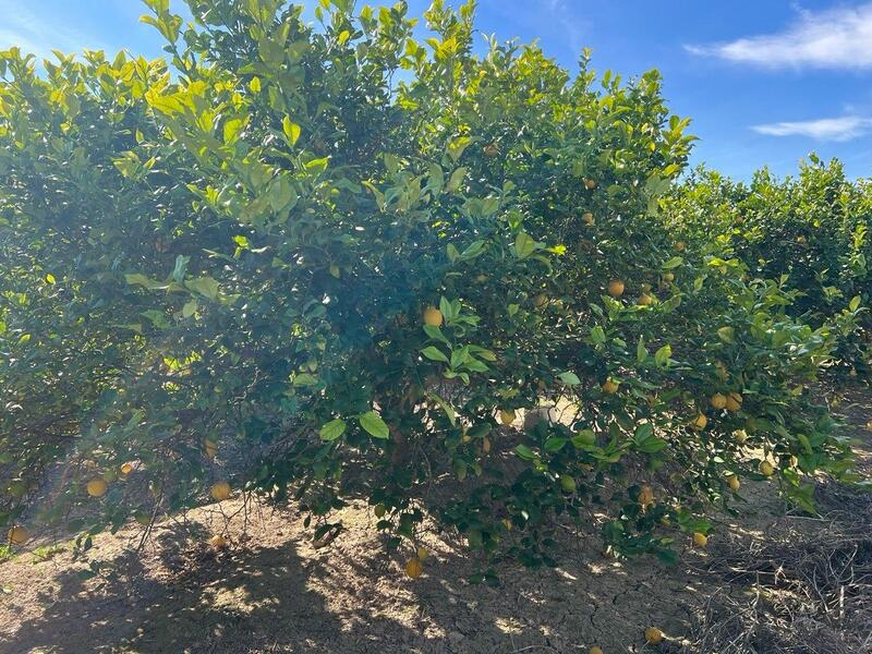 1 bedroom Country House for sale