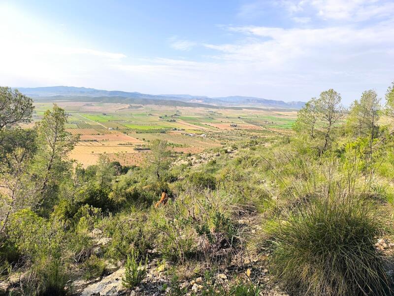 Herregård til salgs i Yecla, Murcia