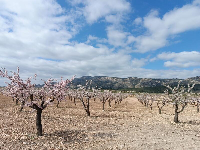 Country House for sale in Jumilla, Murcia