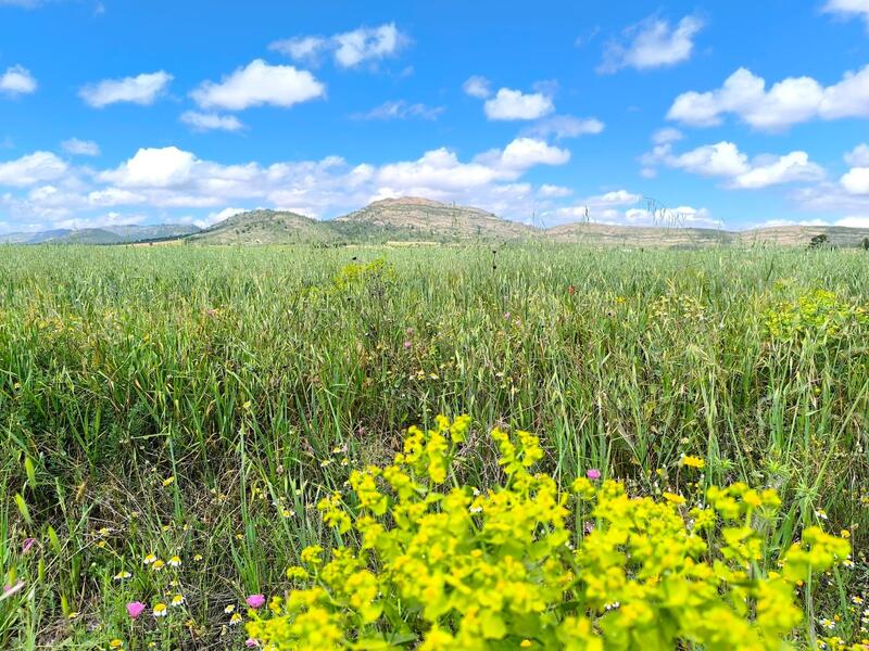 Casa de Campo en venta en Yecla, Murcia