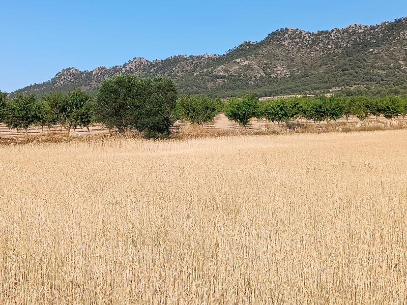Деревенский Дом продается в Yecla, Murcia