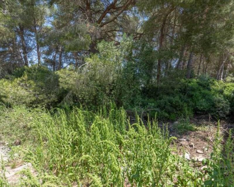 Land for sale