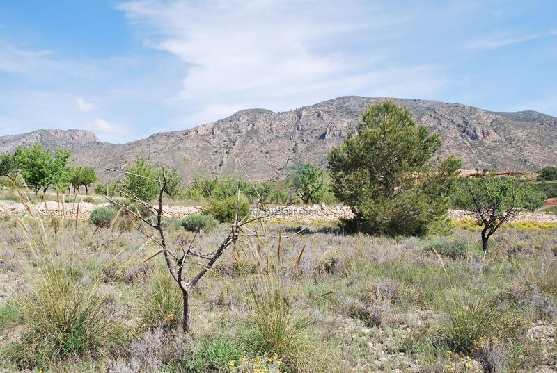 Land for sale in Hondon de las Nieves, Alicante